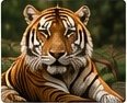 Galerie Noor Jungle