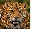 Galerie Noor Jungle